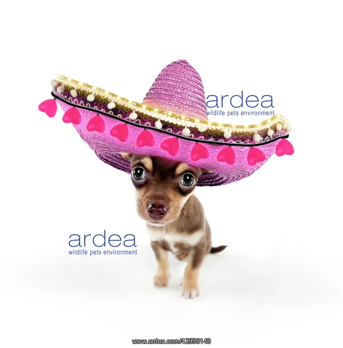 : DOG - Chihuahua puppy sitting in pink Sombrero hat : DOG - Chihuahua puppy sitting in pink Sombrero hat