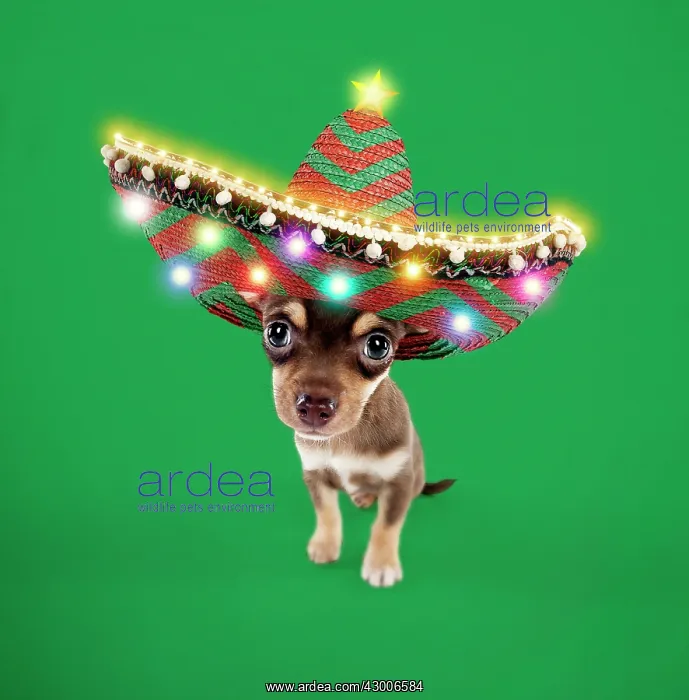 : DOG - Chihuahua puppy sitting in Sombrero : DOG - Chihuahua puppy sitting in Sombrero