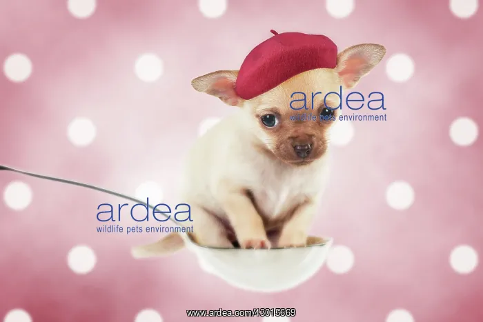 : Dog Chihuahua puppy sitting in a spoon (6 weeks) : Dog Chihuahua puppy sitting in a spoon (6 weeks)