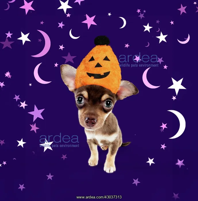 : DOG - Chihuahua puppy sitting wearing Halloween : DOG - Chihuahua puppy sitting wearing Halloween