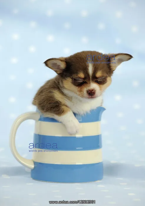 : DOG. Chihuahua puppy sleeping in jug : DOG. Chihuahua puppy sleeping in jug