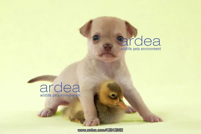 : DOG - Chihuahua puppy standing with duckling (6 weeks) : DOG - Chihuahua puppy standing with duckling (6 weeks)