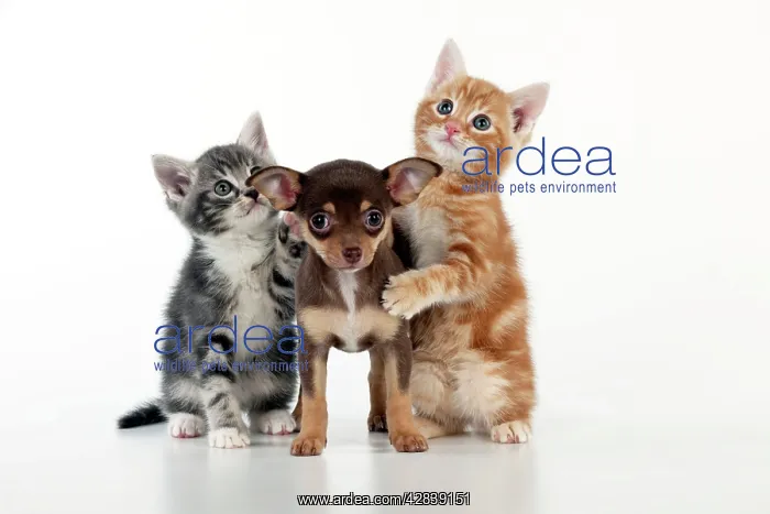: DOG - Chihuahua puppy standing inbetween two kittens : DOG - Chihuahua puppy standing inbetween two kittens