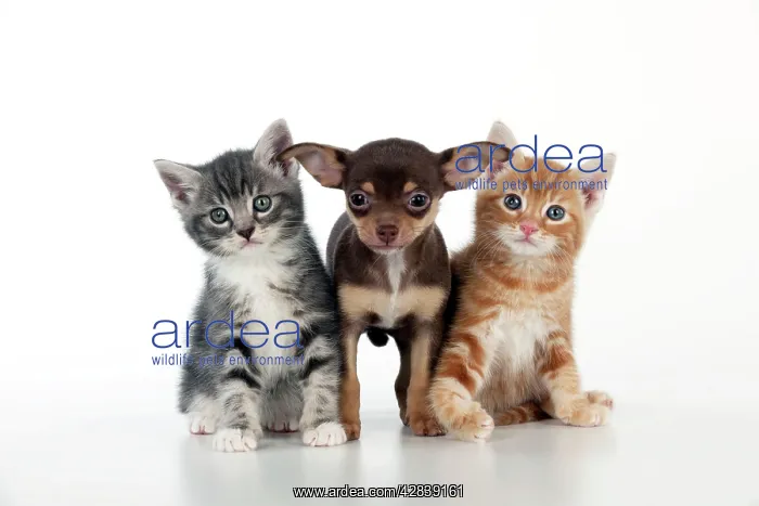 : DOG - Chihuahua puppy standing inbetween two kittens : DOG - Chihuahua puppy standing inbetween two kittens