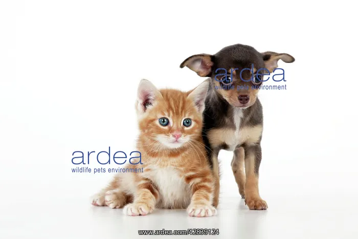 : DOG - Chihuahua puppy standing next to kitten : DOG - Chihuahua puppy standing next to kitten