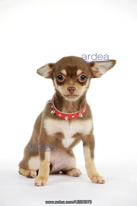 : DOG. Chihuahua puppy wearing studded collar : DOG. Chihuahua puppy wearing studded collar