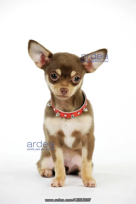 : DOG. Chihuahua puppy wearing studded collar : DOG. Chihuahua puppy wearing studded collar