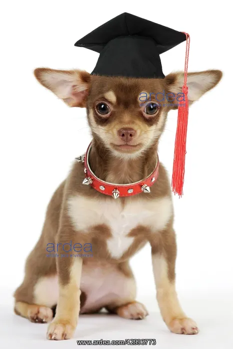 : DOG. Chihuahua puppy wearing studded collar : DOG. Chihuahua puppy wearing studded collar