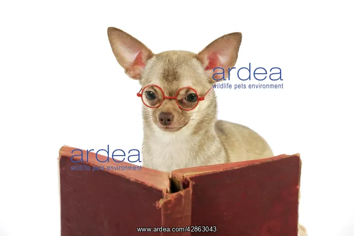 : DOG. Chihuahua reading a book wearing glasses : DOG. Chihuahua reading a book wearing glasses
