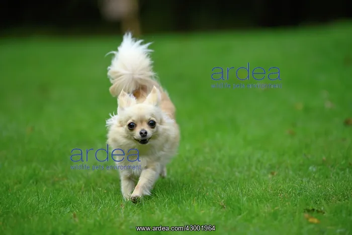 : DOG, Chihuahua, running in a garden : DOG, Chihuahua, running in a garden