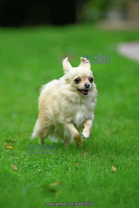 : DOG, Chihuahua, running in a garden : DOG, Chihuahua, running in a garden