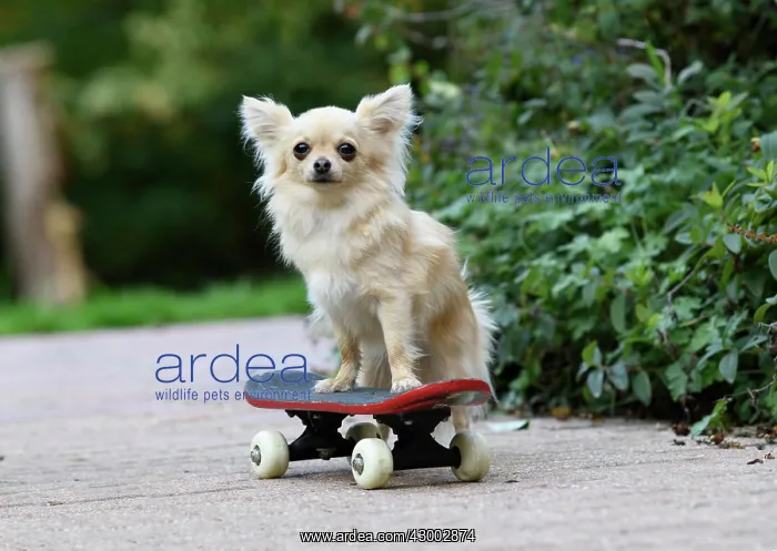 : DOG, Chihuahua, on a scateboard in a graden : DOG, Chihuahua, on a scateboard in a graden