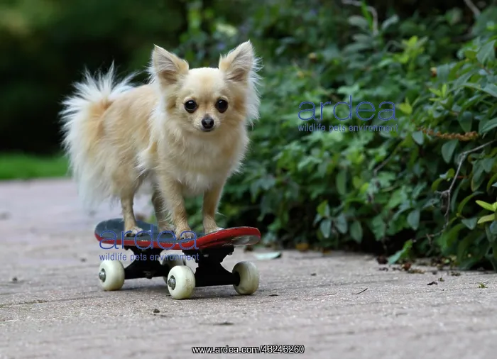 : DOG, Chihuahua, on a scateboard in a graden : DOG, Chihuahua, on a scateboard in a graden