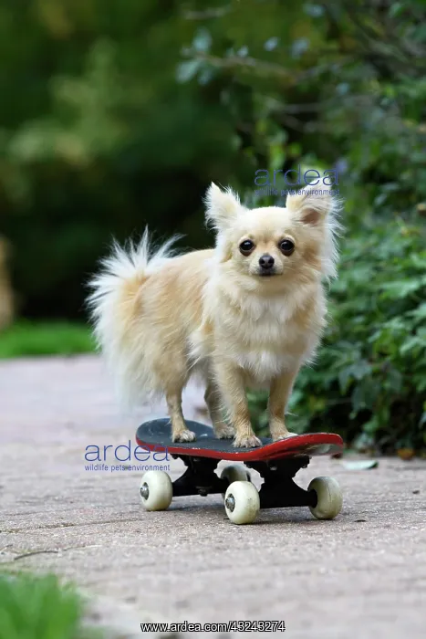 : DOG, Chihuahua, on a scateboard in a graden : DOG, Chihuahua, on a scateboard in a graden