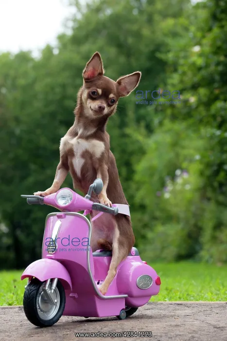  : DOG - Chihuahua on scooter