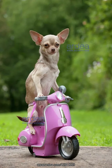  : DOG - Chihuahua on scooter