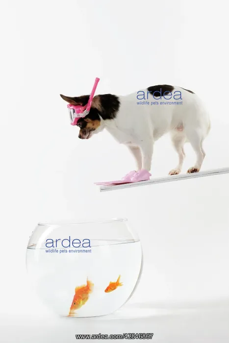 : DOG. Chihuahua in scuba gear over goldfish bowl : DOG. Chihuahua in scuba gear over goldfish bowl