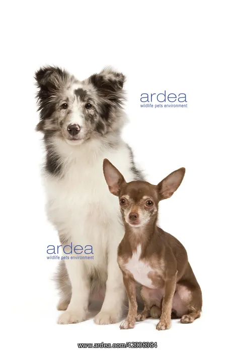 : Dog - Chihuahua & Shetland Sheepdog in studio : Dog - Chihuahua & Shetland Sheepdog in studio