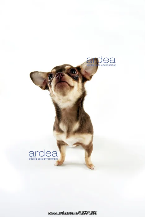 : DOG - Chihuahua sitting : DOG - Chihuahua sitting