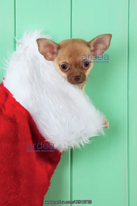 : DOG - Chihuahua sitting in christmas stocking : DOG - Chihuahua sitting in christmas stocking