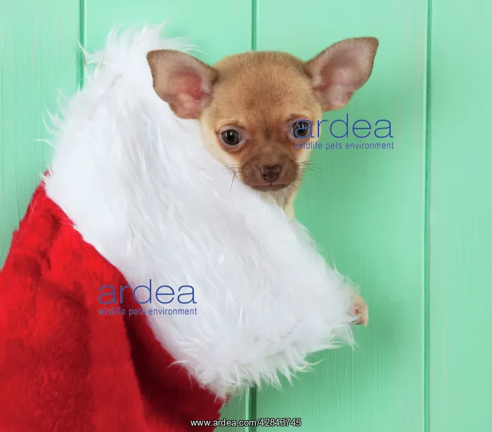  : DOG - Chihuahua sitting in christmas stocking
