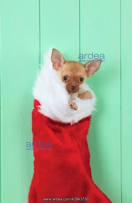  : DOG - Chihuahua sitting in christmas stocking