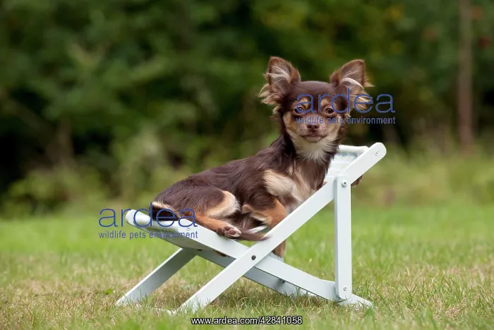 : DOG - Chihuahua sitting on deck chair : DOG - Chihuahua sitting on deck chair