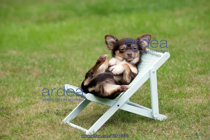 : DOG - Chihuahua sitting on deck chair : DOG - Chihuahua sitting on deck chair