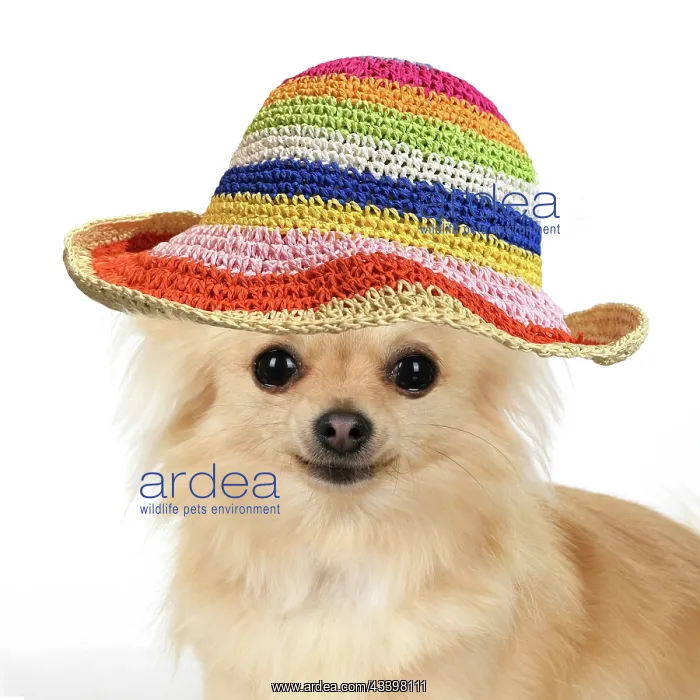 : DOG, Chihuahua, , sitting, face, expressions, studio, whi : DOG, Chihuahua, , sitting, face, expressions, studio, whi
