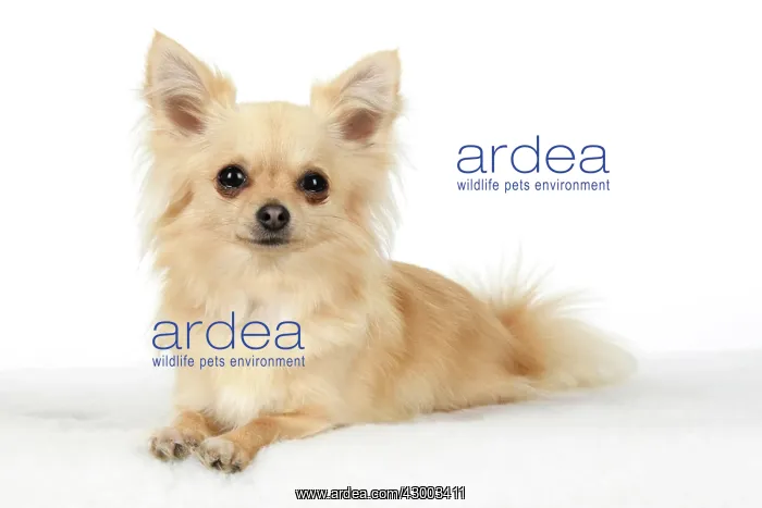 : DOG, Chihuahua, , sitting, face, expressions : DOG, Chihuahua, , sitting, face, expressions