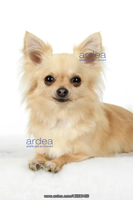 : DOG, Chihuahua, , sitting, face, expressions : DOG, Chihuahua, , sitting, face, expressions
