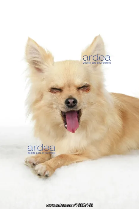 : DOG, Chihuahua, , sitting, face, expressions : DOG, Chihuahua, , sitting, face, expressions