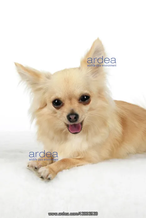 : DOG, Chihuahua, , sitting, face, expressions : DOG, Chihuahua, , sitting, face, expressions