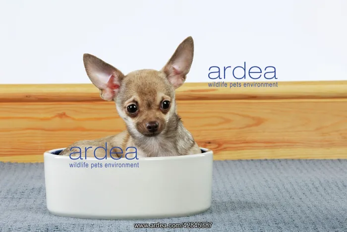 : DOG Chihuahua sitting in food bowl : DOG Chihuahua sitting in food bowl