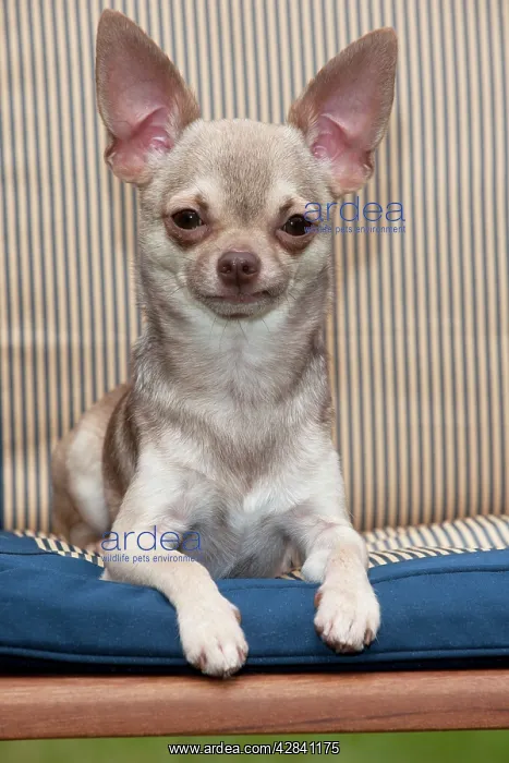 : DOG - Chihuahua sitting on garden chair : DOG - Chihuahua sitting on garden chair