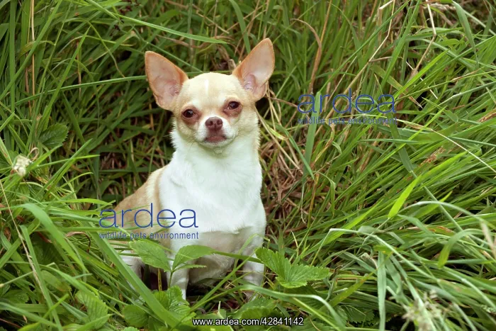 : DOG - Chihuahua sitting in grass : DOG - Chihuahua sitting in grass