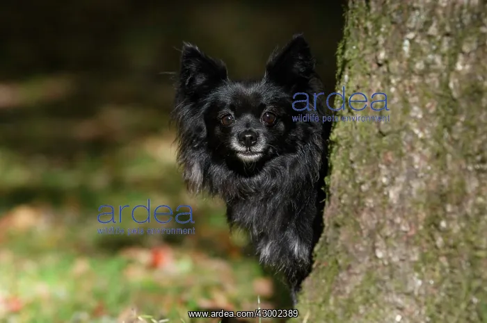 : DOG, Chihuahua, sitting, looking around a tree in : DOG, Chihuahua, sitting, looking around a tree in