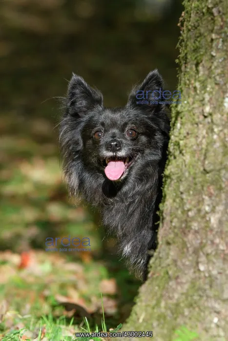 : DOG, Chihuahua, sitting, looking around a tree in : DOG, Chihuahua, sitting, looking around a tree in