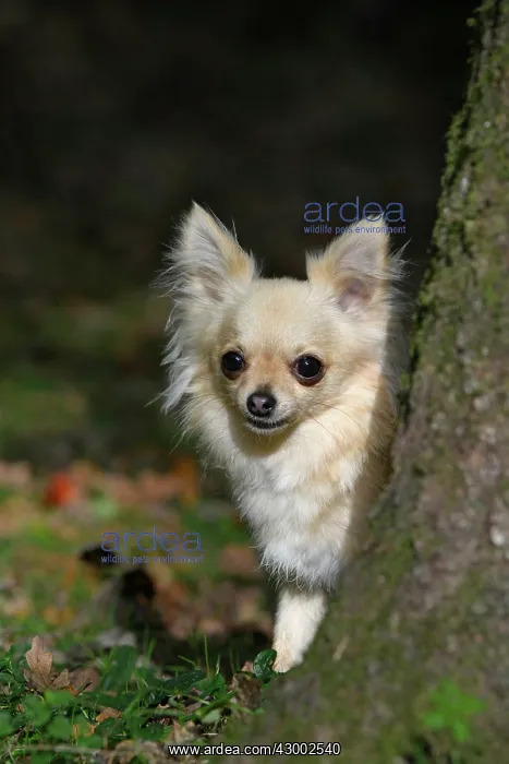  : DOG, Chihuahua, sitting, looking around a tree in