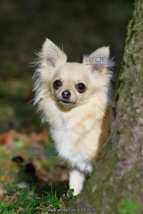 : DOG, Chihuahua, sitting, looking around a tree in : DOG, Chihuahua, sitting, looking around a tree in