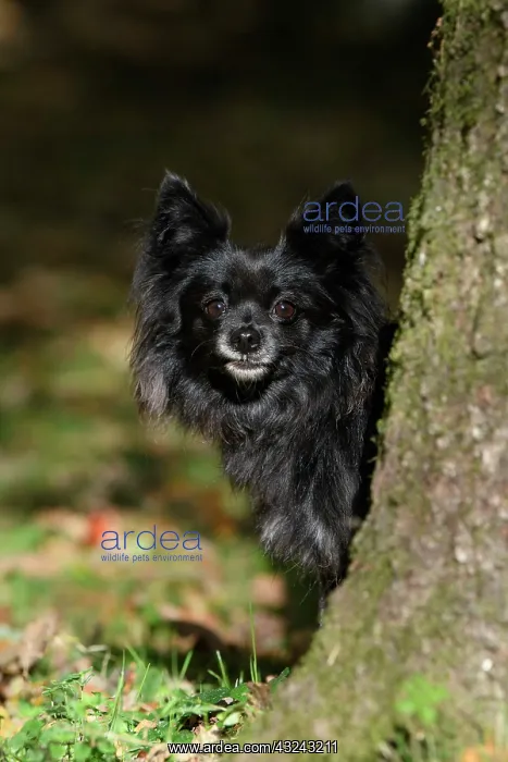 : DOG, Chihuahua, sitting, looking around a tree in : DOG, Chihuahua, sitting, looking around a tree in