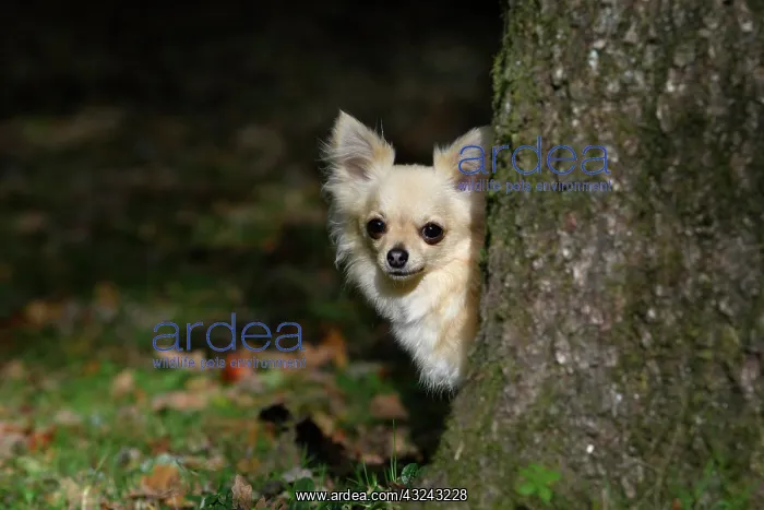 : DOG, Chihuahua, sitting, looking around a tree in : DOG, Chihuahua, sitting, looking around a tree in