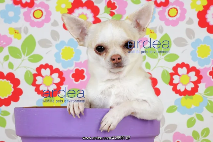 : DOG. Chihuahua sitting in plant pot : DOG. Chihuahua sitting in plant pot