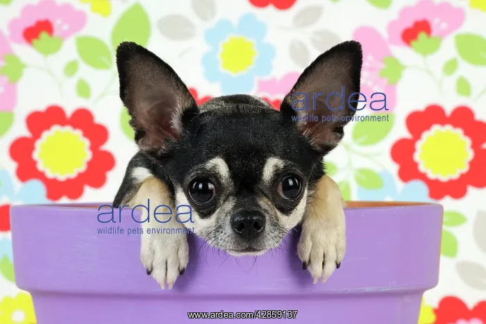 : DOG. Chihuahua sitting in plant pot looking over the side : DOG. Chihuahua sitting in plant pot looking over the side