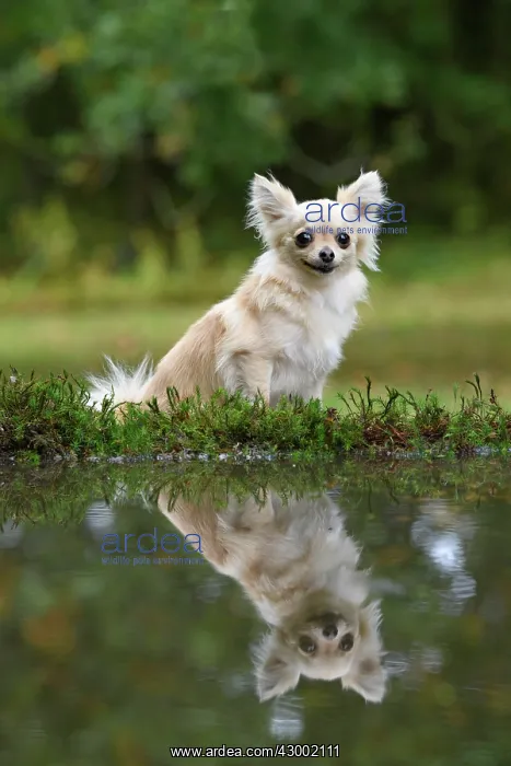 : DOG, Chihuahua, sitting next to a pool in a graden : DOG, Chihuahua, sitting next to a pool in a graden