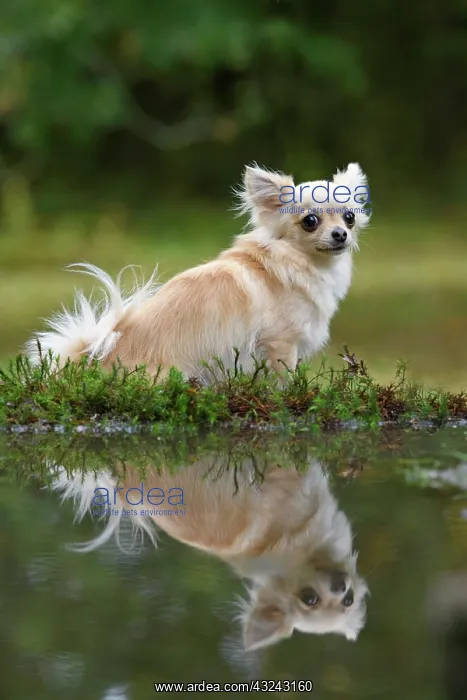 : DOG, Chihuahua, sitting next to a pool in a graden : DOG, Chihuahua, sitting next to a pool in a graden