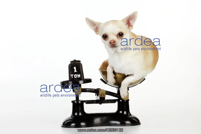 : DOG. Chihuahua sitting in scales : DOG. Chihuahua sitting in scales