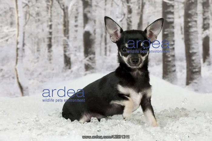 : DOG - Chihuahua sitting in snow : DOG - Chihuahua sitting in snow