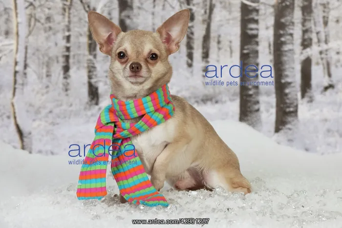 : DOG - Chihuahua sitting in snow wearing a scarf : DOG - Chihuahua sitting in snow wearing a scarf