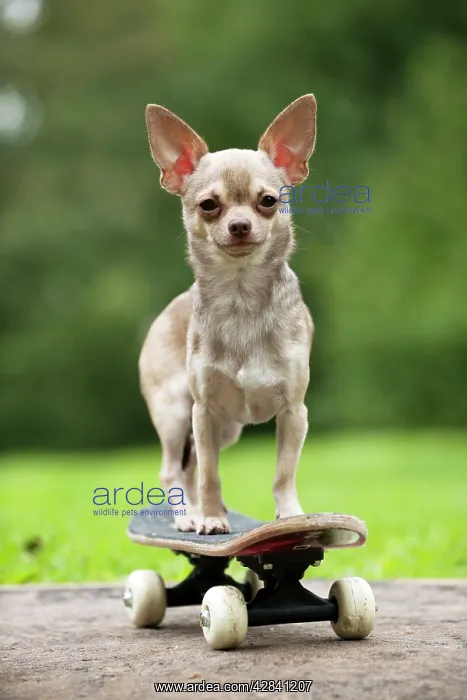: DOG - Chihuahua on skateboard : DOG - Chihuahua on skateboard